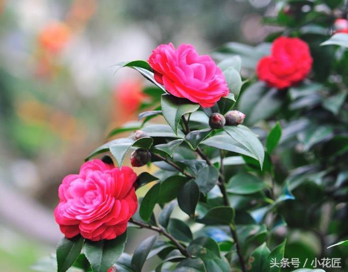 茶花什么时候开花，有关茶花花期介绍