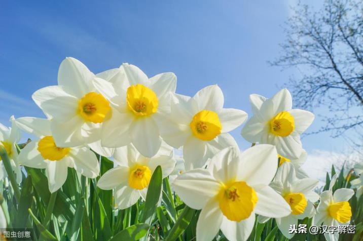 水仙花的花语是什么，水仙花的寓意和传说