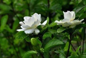 栀子花的花语是什么，栀子花的寓意和传说