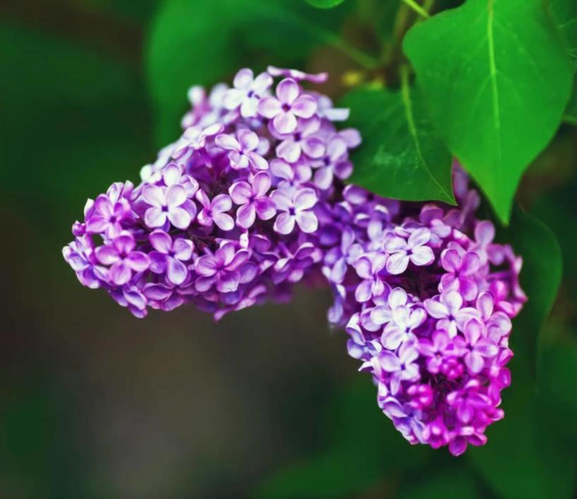 丁香花的寓意是什么意思，丁香花花语及象征