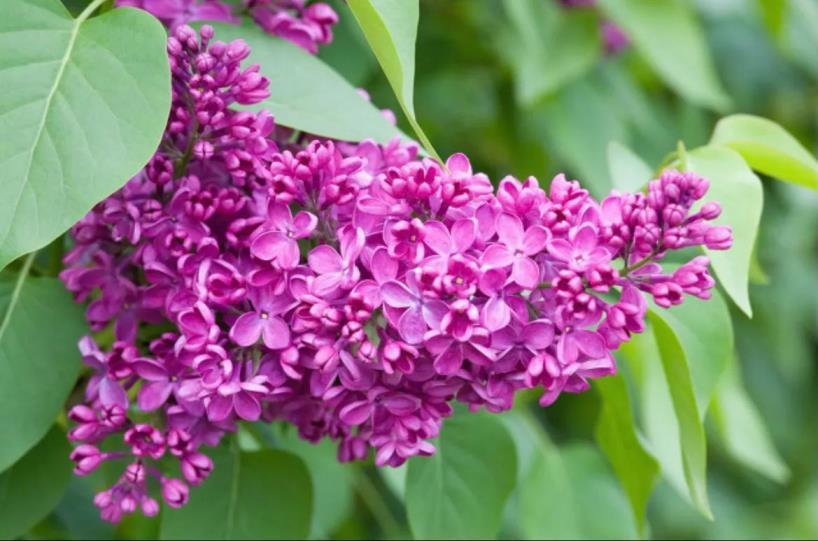 丁香花的寓意是什么意思，丁香花花语及象征