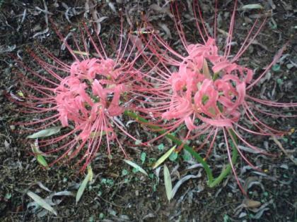 黑色彼岸花花语是什么意思，各色彼岸花的寓意