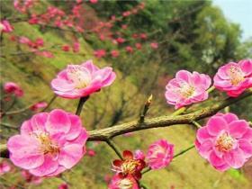 腊梅花子如何种植，详解腊梅的种植与养护