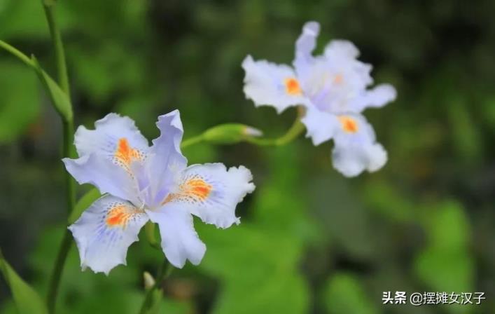 紫色鸢尾花花语是什么，简述鸢尾花的寓意和象征