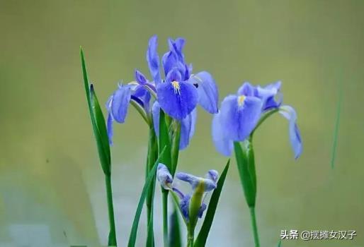 紫色鸢尾花花语是什么，简述鸢尾花的寓意和象征