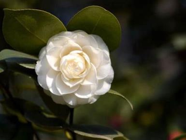 山茶花的寓意什么意思，茶花的特点和象征意义