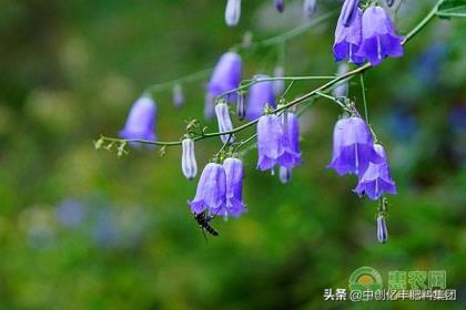 紫色风铃草的花语是什么，浅谈风铃草的寓意和象征