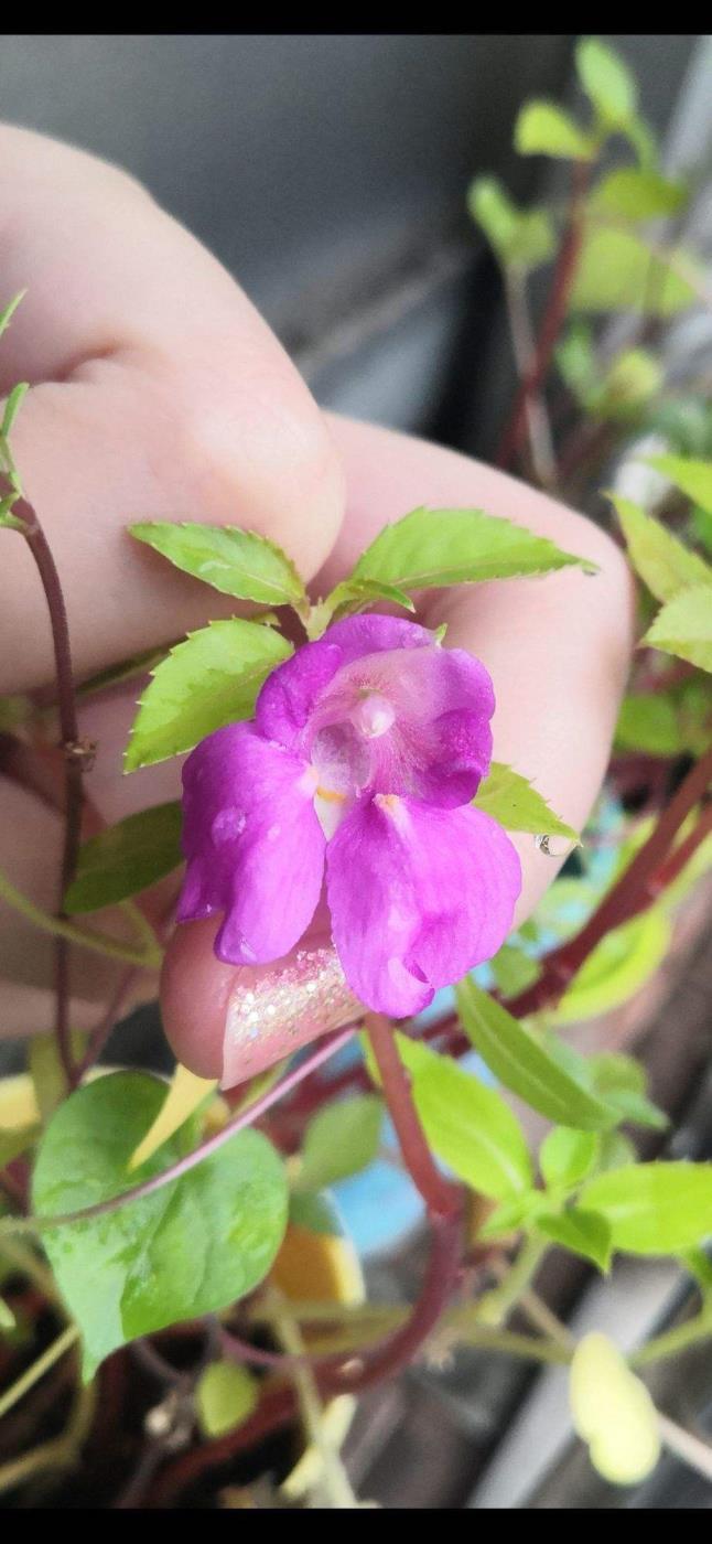 凤仙花怎么染指甲，凤仙花染指甲的正确方法讲解