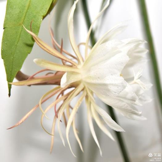 昙花的花语是什么，简述昙花的寓意和象征