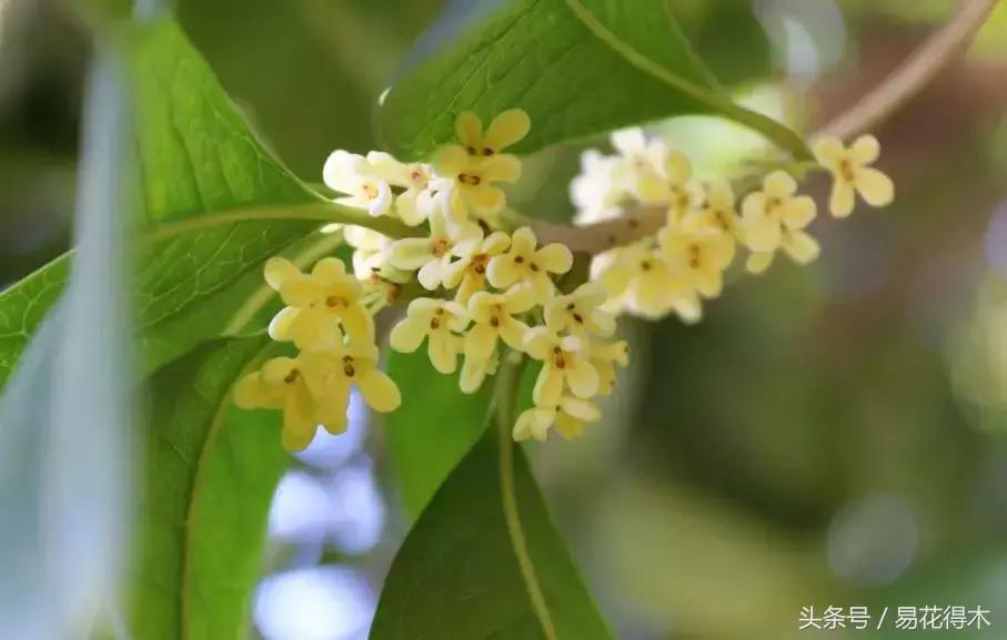 四季桂花什么时候开花，四季桂花的花期简介