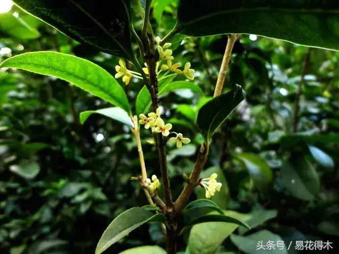 四季桂花什么时候开花，四季桂花的花期简介