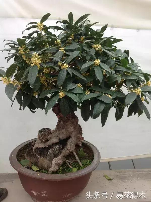 四季桂花什么时候开花，四季桂花的花期简介