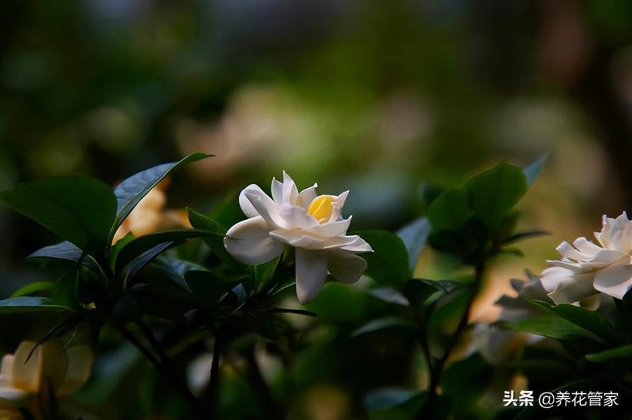 情人花是什么花，盘点10种象征爱情的花