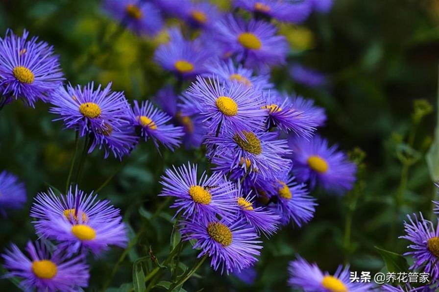 情人花是什么花，盘点10种象征爱情的花