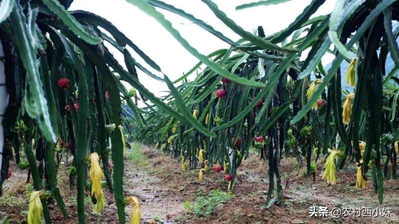 火龙果什么时间种植好，火龙果种植技术和技巧讲解