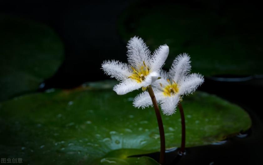 水生花卉有哪些类型，常见水生植物大全