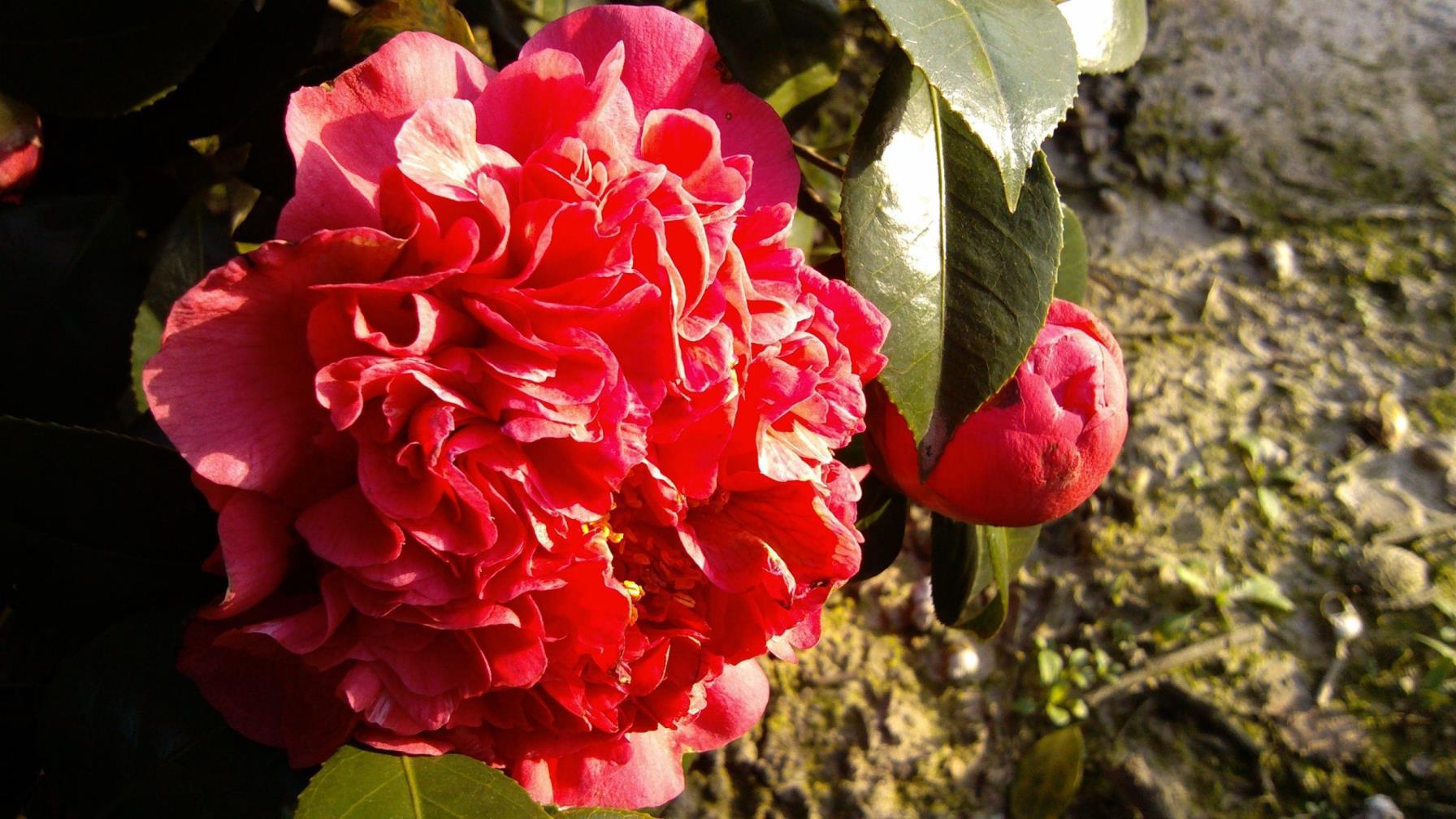 四季茶花哪个品种最好，茶花勤花好养品种讲解