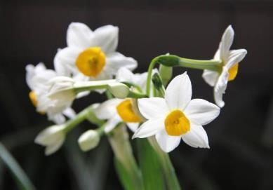 水仙花语是什么象征，水仙花背后的故事及其寓意