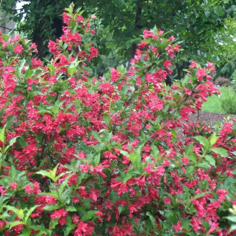 锦带花花期多少天，常见锦带花品种介绍