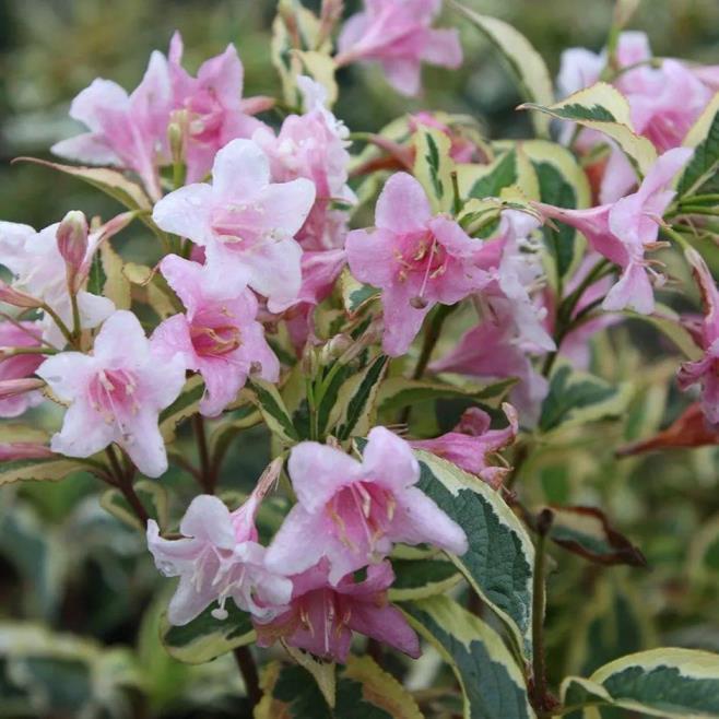 锦带花花期多少天，常见锦带花品种介绍