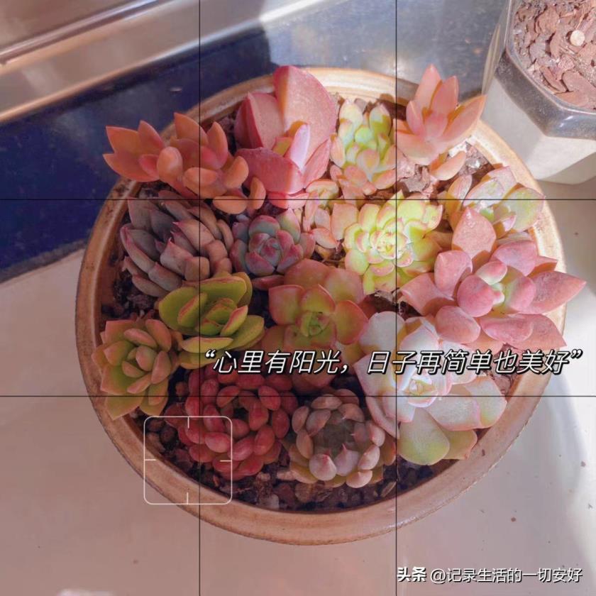 多肉植物怎么养，新手养多肉的方法和技巧