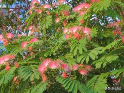 合欢花的花语是什么，合欢花的寓意和传说