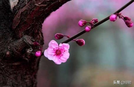 梅花几月开花，有关梅花的特点介绍