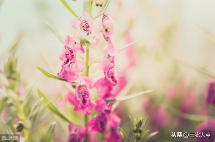 姬金鱼草怎么种植，金鱼草种植方法和时间