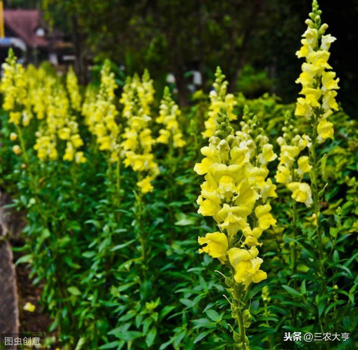 姬金鱼草怎么种植，金鱼草种植方法和时间