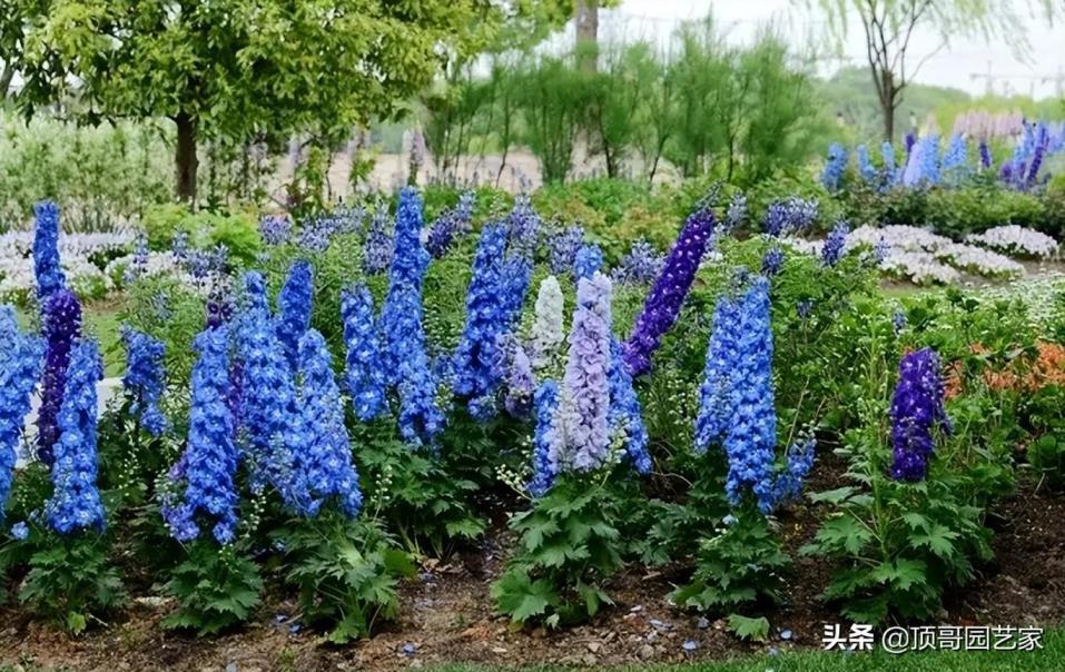 蓝色的花有哪些，盘点五种好看的蓝色花