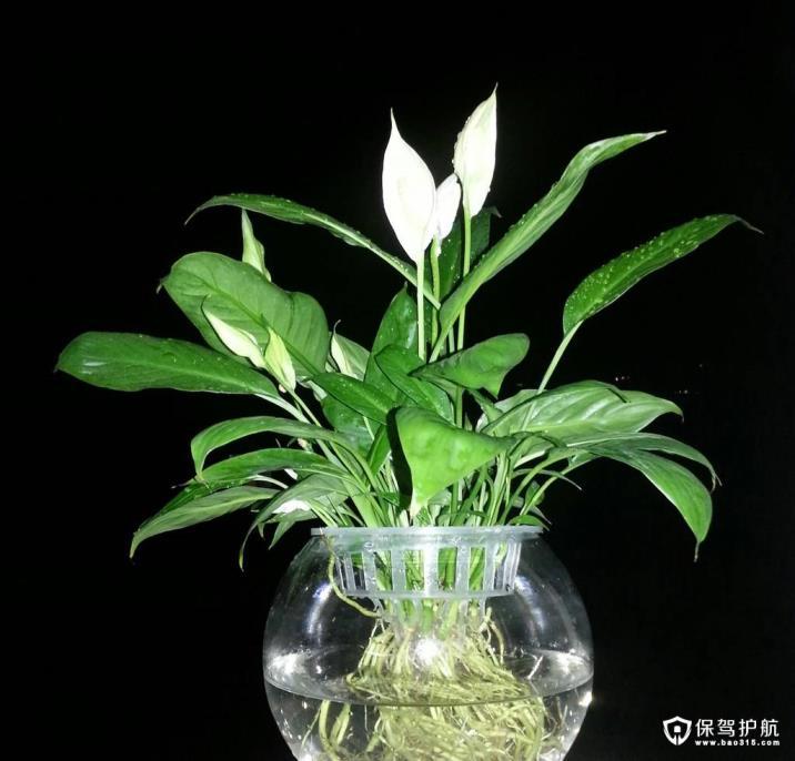 白鹤芋怎么种植，水培白鹤芋的养殖注意事项