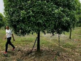 桂花树苗怎么培育出来，桂花繁殖和栽培技术