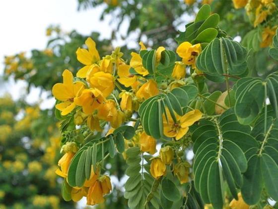 黄花槐什么时候开花，关于黄花槐花期简介