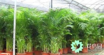 凤尾竹养殖方法和注意事项，室内凤尾竹的养护技巧