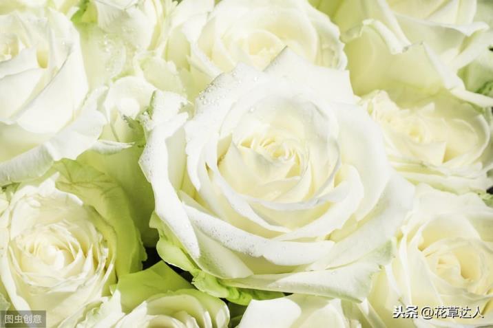 白色玫瑰花代表什么，送白玫瑰的含义
