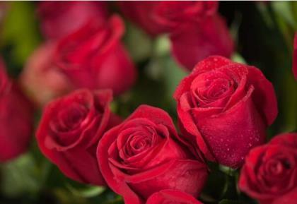 玫瑰花语是什么意思，各色玫瑰的寓意和象征