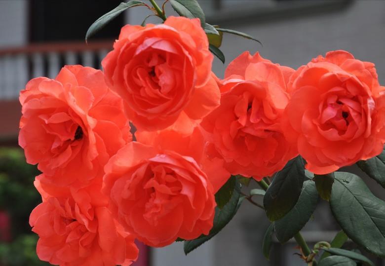 玫瑰送几朵代表什么意思，玫瑰花数量代表的含义