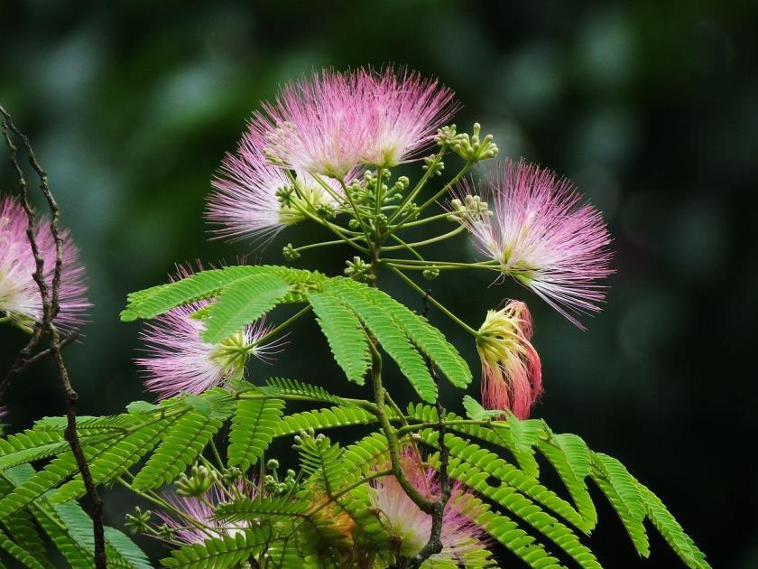 情人节送什么花好，盘点四大象征爱情的花