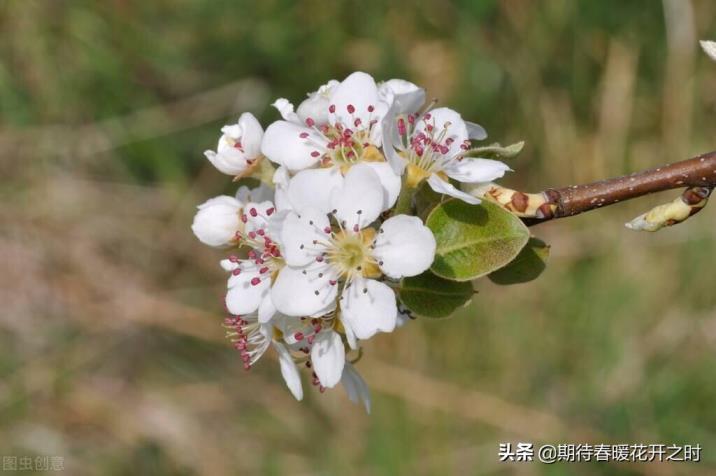 梨花花语是什么，梨花的寓意象征意义