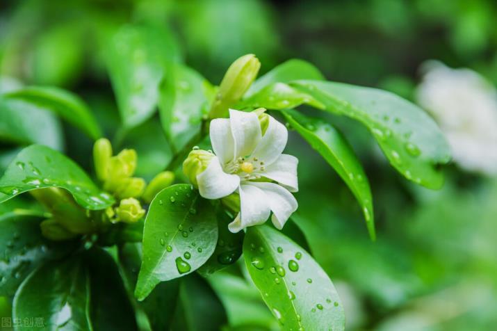 九里香花怎么养家庭养法，养九里香的注意事项