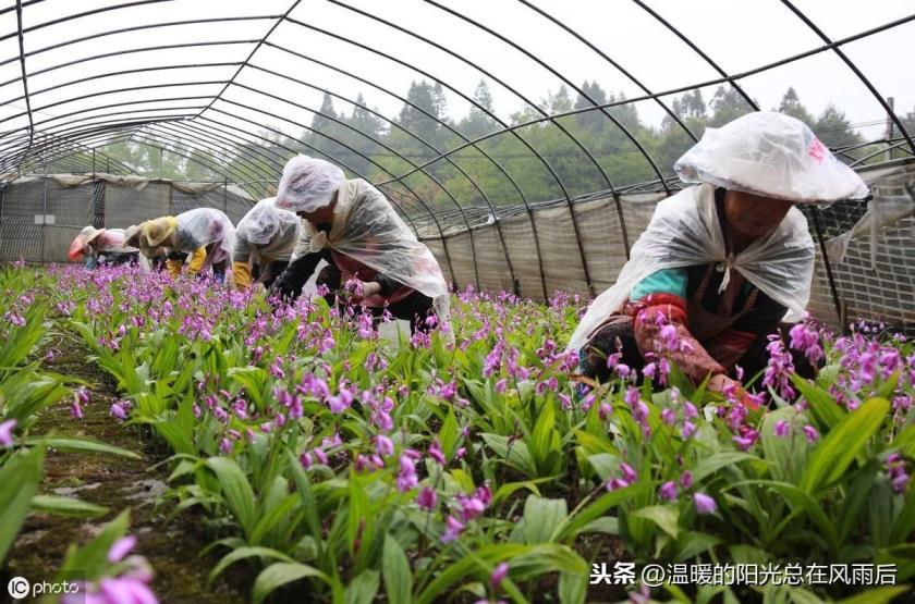 白芨什么时候种植，白芨种植技术和栽培要点