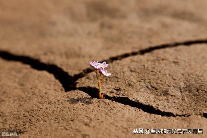 白芨什么时候种植，白芨种植技术和栽培要点