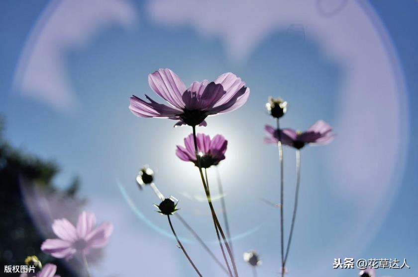 格桑花的花语是什么，有关格桑花的象征意义