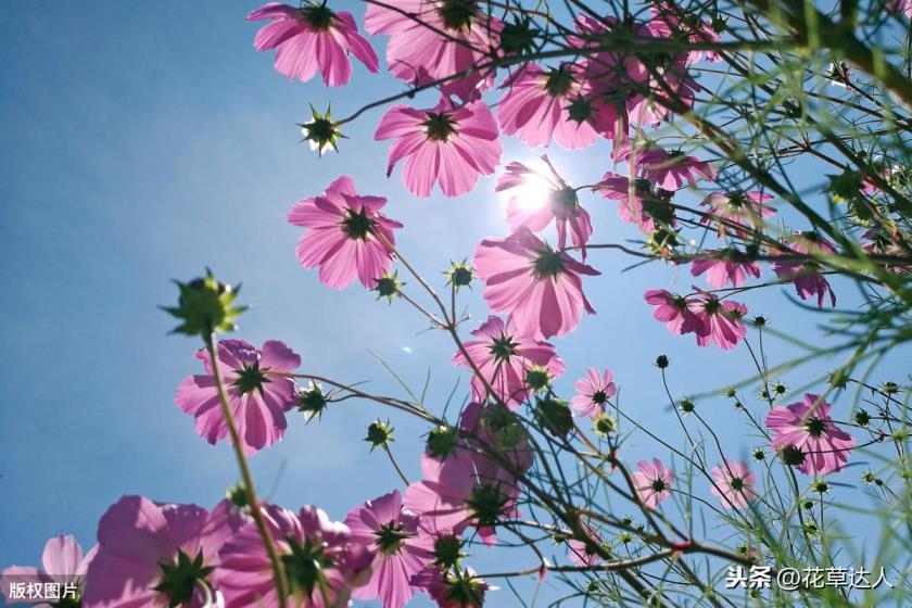 格桑花的花语是什么，有关格桑花的象征意义