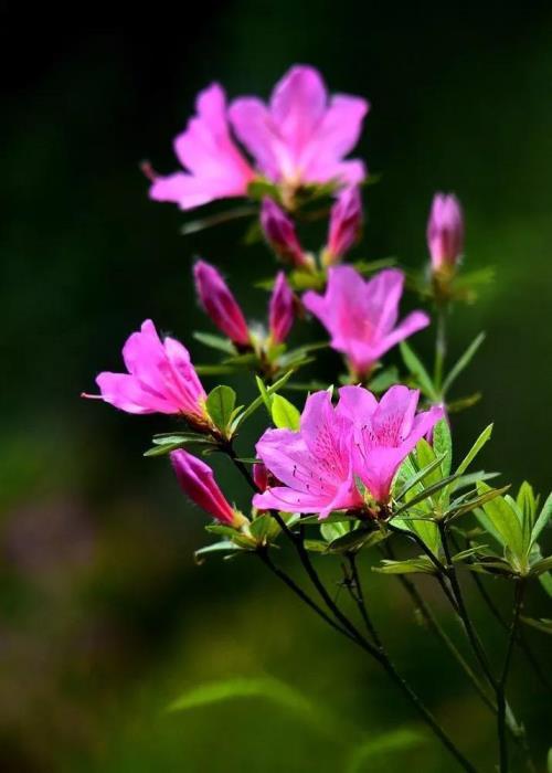 杜鹃花花语和寓意，关于杜鹃花的象征意义