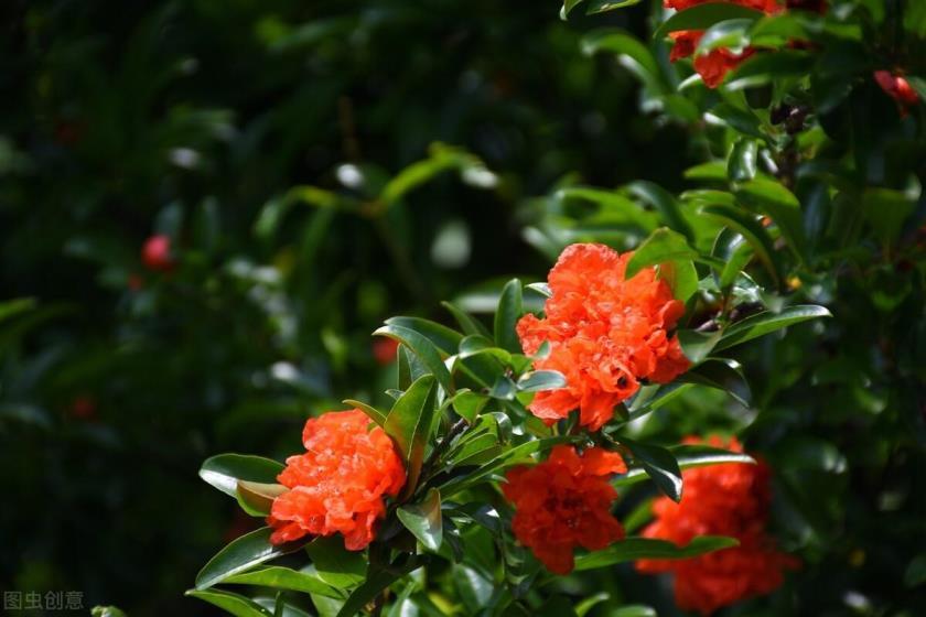 石榴花的寓意是什么，简述石榴花代表的含义