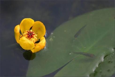 水生花卉有哪些，盘点八种常见的水生花