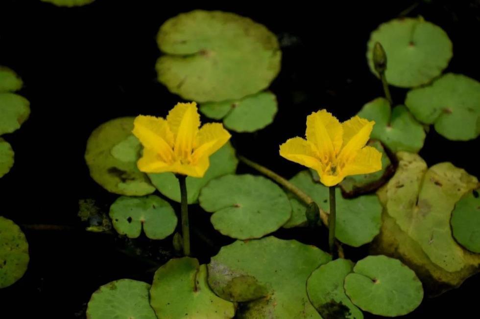 水生花卉有哪些，盘点八种常见的水生花