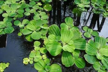 水生花卉有哪些，盘点八种常见的水生花