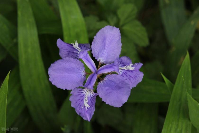 紫色花卉品种有哪些，常见的紫色花介绍